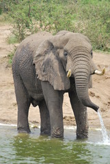 Lone water Elephant