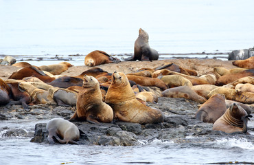 Group of Steller Sea Lions Resting on rock, Race Rock Marine Reserve, Victoria, B.C., Canada