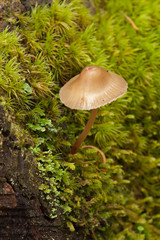 Small mushroom growing out of the moss covered tree trunk