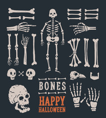 Fototapeta premium Halloween. Set of cartoon skulls and bones. Vector illustration.