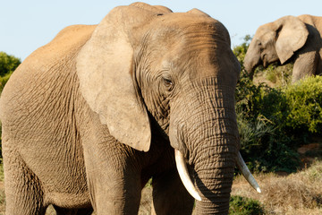Fototapeta na wymiar Way to Close - African Bush Elephant
