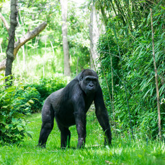 Naklejka premium Encounter in the gorilla forest