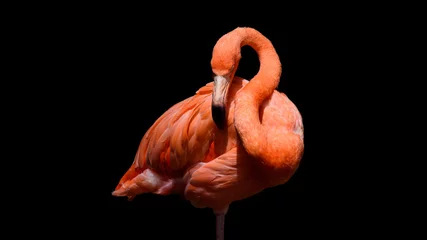 Gordijnen Flamingo met zwarte achtergrond © bigmikephoto