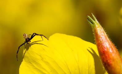 Tinier spider on tiny yellow flower