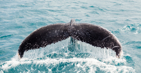 Naklejka premium Whales at Hervey bay