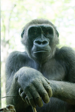 Hands - Gorilla portait