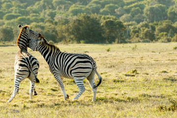 Fototapeta na wymiar Love on the Rocks 3 - Burchell's Zebra