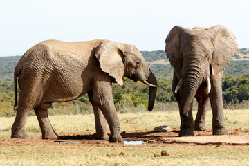 Fototapeta na wymiar YES - African Bush Elephant