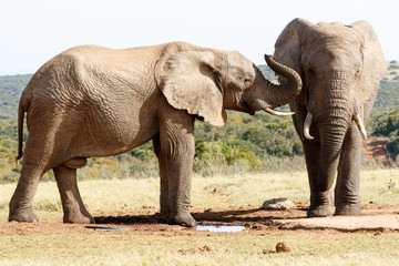 Fototapeta na wymiar turn up your hearing aid - African Bush Elephant