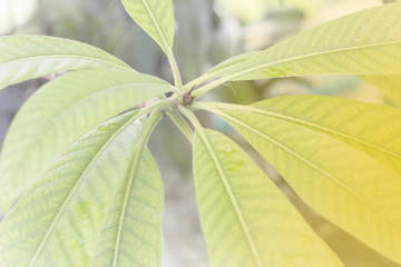 green leaf from tree short life and have pink or red color flower from natural