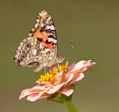 Vanessa cardui, Painted Lady butterfly feeding on a flower against green background
