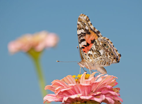 Painted Lady butterfly, Vanessa cardui, feeding on pink Zinnia against blue sky