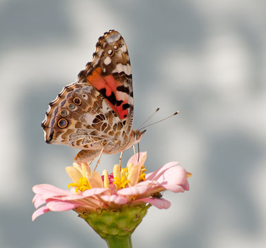 Painted Lady, Vanessa cardui butterfly feeding on light pink Zinnia