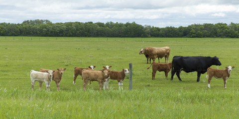 Fototapeta na wymiar Herd of cattle in a field, Manitoba, Canada