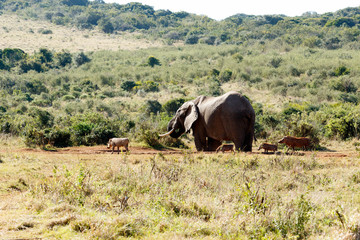 Fototapeta premium Friends - African Bush Elephant