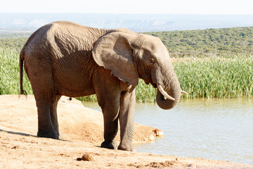 Time Water - African Bush Elephant