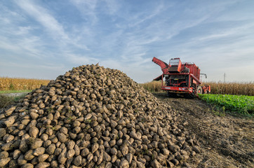 Fototapeta premium Pile of organic beet sugar at the field after combine harvesting with blue sky and clouds in background