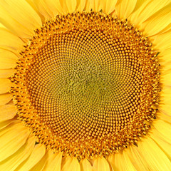 Blooming sunflower closeup