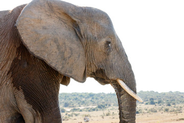 Fototapeta na wymiar CRY - African Bush Elephant
