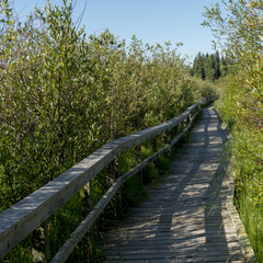 Boardwalk in a forest, Riding Mountain National Park, Manitoba,