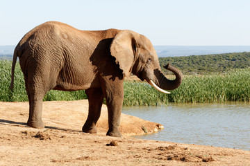 Nose - African Bush Elephant