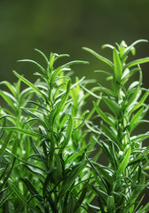 Fresh rosemary, close-up, selective focus