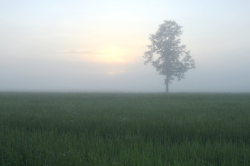 Fototapeta na wymiar Rice field in the morning in Asia.