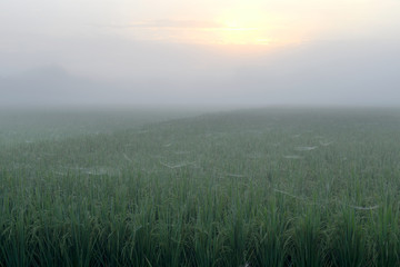 Obraz na płótnie Canvas Rice field in the morning.