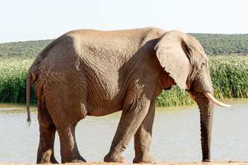 Fototapeta na wymiar Take a Drink - African Bush Elephant