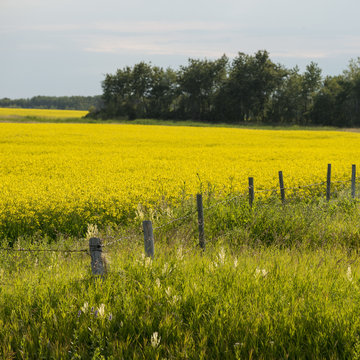 Crop in a field, Erickson, Riding Mountain National Park, Manito