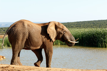 Happy to Be - African Bush Elephant