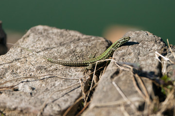 lizard