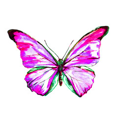 butterfly,watercolor, isolated on a white