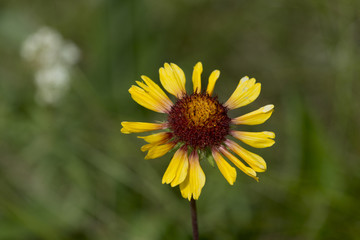 Closeup of a yellow daisy, Lake Audy Campground, Riding Mountain