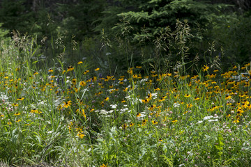 Closeup of wild flowers in a field, Lake Audy Campground, Riding