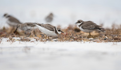 Common Ringed Plover, Ringed Plover, Charadrius hiaticula