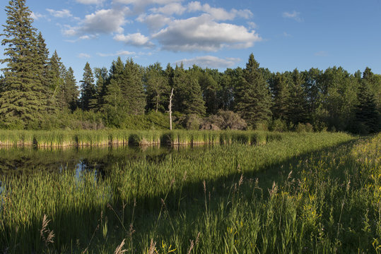 Swamp In A Marsh, Lake Audy Campground, Riding Mountain National