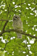 Barred Owl - Strix varia.  Young Barred owl perched on a tree branch.