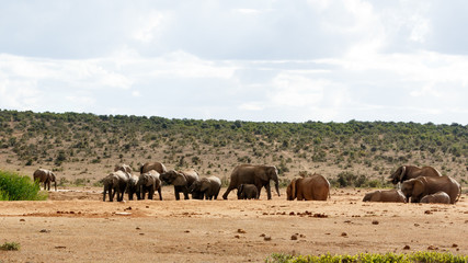 Fototapeta na wymiar Hodown - African Bush Elephant