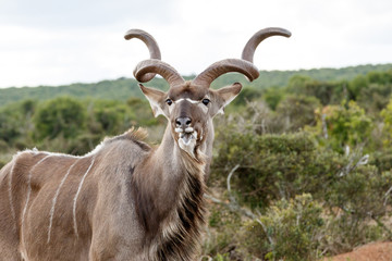 Tongue Twisters - Greater Kudu - Tragelaphus strepsiceros