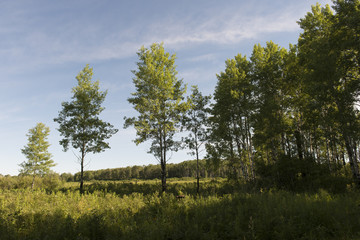 Obraz premium Trees in a field, Riding Mountain National Park, Manitoba, Canad