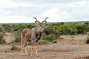 Naklejka na ściany i meble In the Wild - Greater Kudu - Tragelaphus strepsiceros