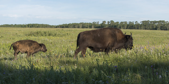 Bison Walking In A Field With Its Young, Lake Audy Campground, R