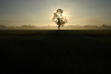 Fototapeta na wymiar Sunrise on Rice field on the morning in Asia.
