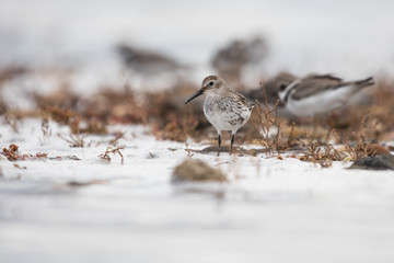 Dunlin, Calidris alpine