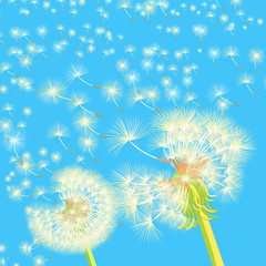 background couple of dandelions in the wind flying. 