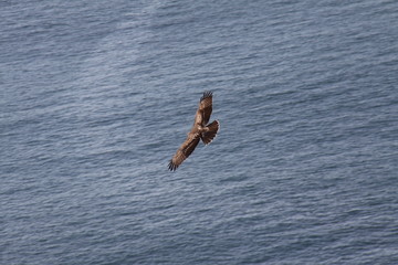 Hawk soaring over the ocean