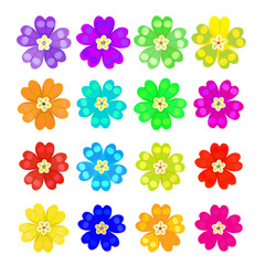 set of spring primrose - primula flowers.  illustration