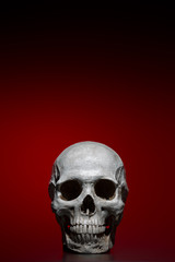 Fototapeta premium Human skull