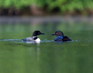 Common Loon female and male. This shot was taken on lac Creux northern Quebec Canada. Here you can see the incredible feather pattern these birds possess.